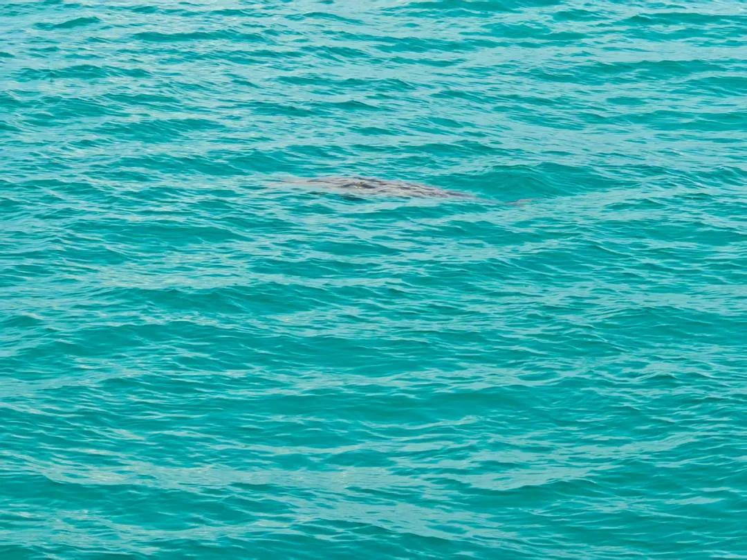 全球最古老海洋哺乳動物現身南海